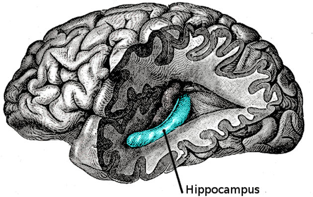 Hipocampo no cérebro