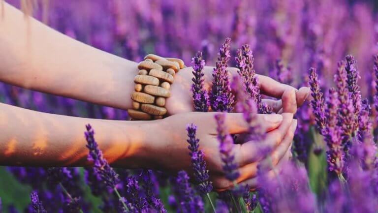 Mãos tocando lavanda