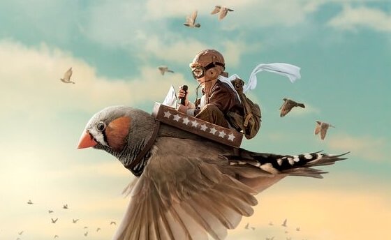 Menino voando em passarinho