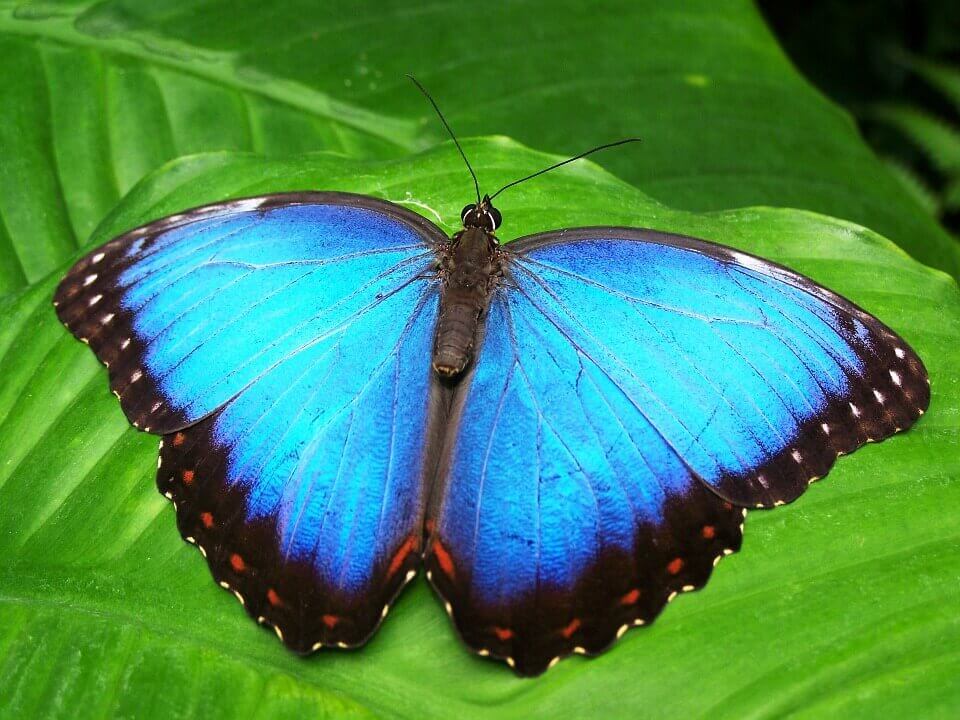 Borboleta azul em folha verde