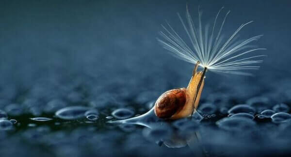 Caramujo com dente-de-leão