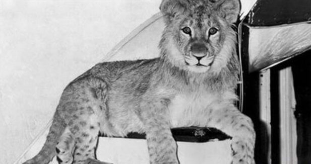 Christian, o leão, quando era filhote