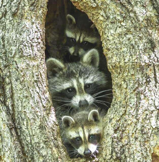 Família de guaxinins
