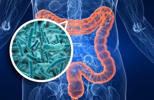 Flora intestinal