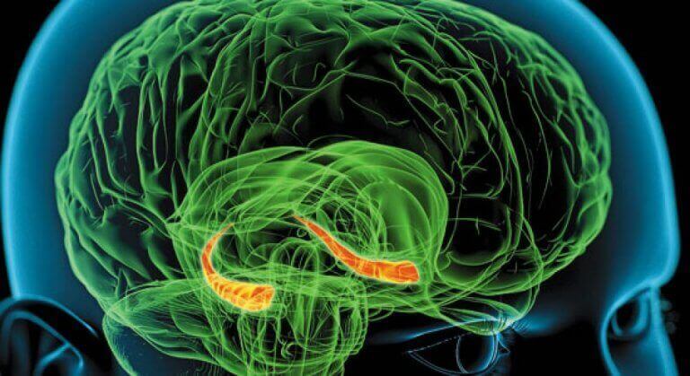Hipocampo em destaque no cérebro humano