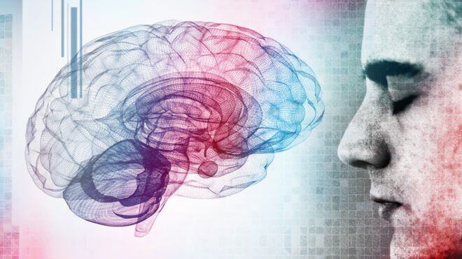 O cérebro e o ser humano