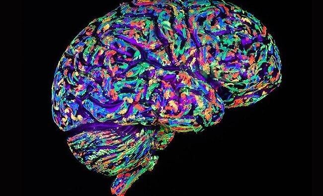 Cérebro humano pintado de várias cores