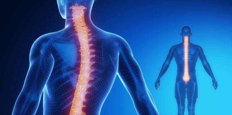 medula-espinhal Medula espinhal: anatomia e fisiologia