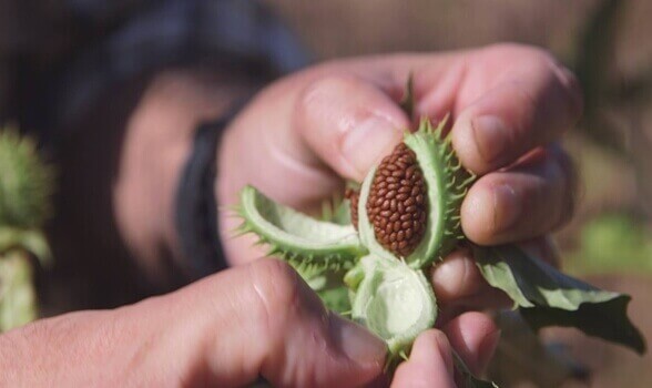 Planta da burundanga