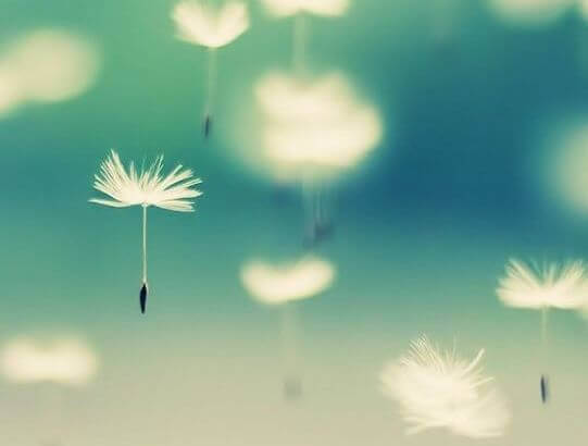 Flores caindo