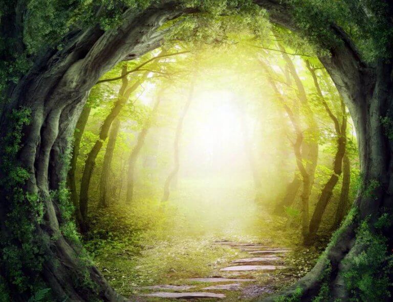 Caminho em floresta encantada