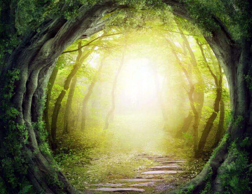 Caminho mágico em floresta