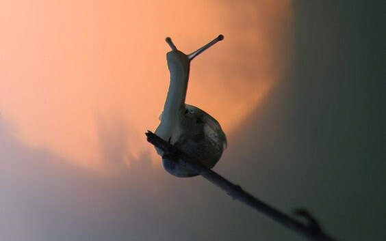 Caracol