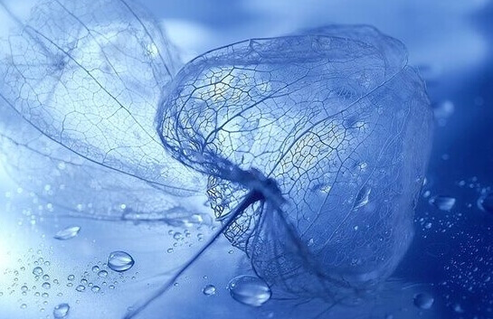 Flor azul