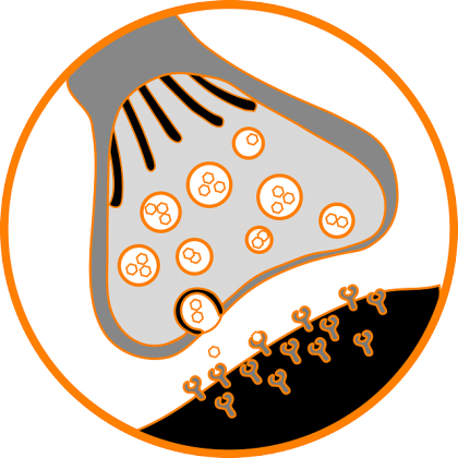 Como funciona o espaço sináptico?