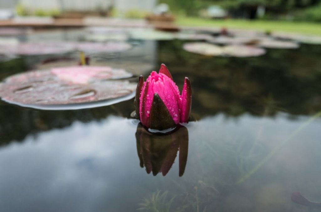 flor-rosa-lago Oportunidades por trás das dificuldades