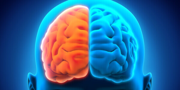 Hemisférios cerebrais