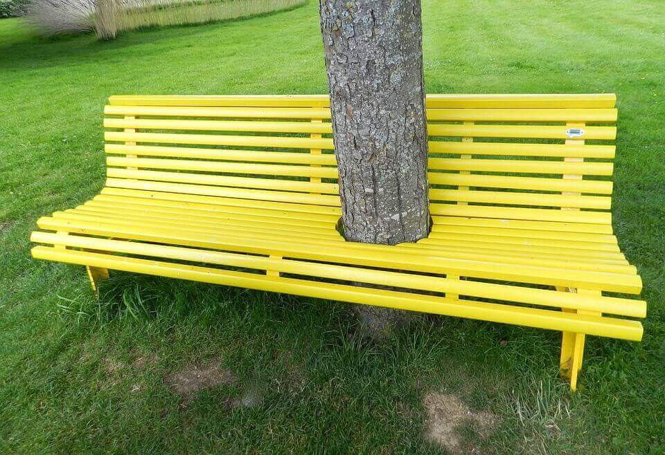 Árvore no meio de banco amarelo