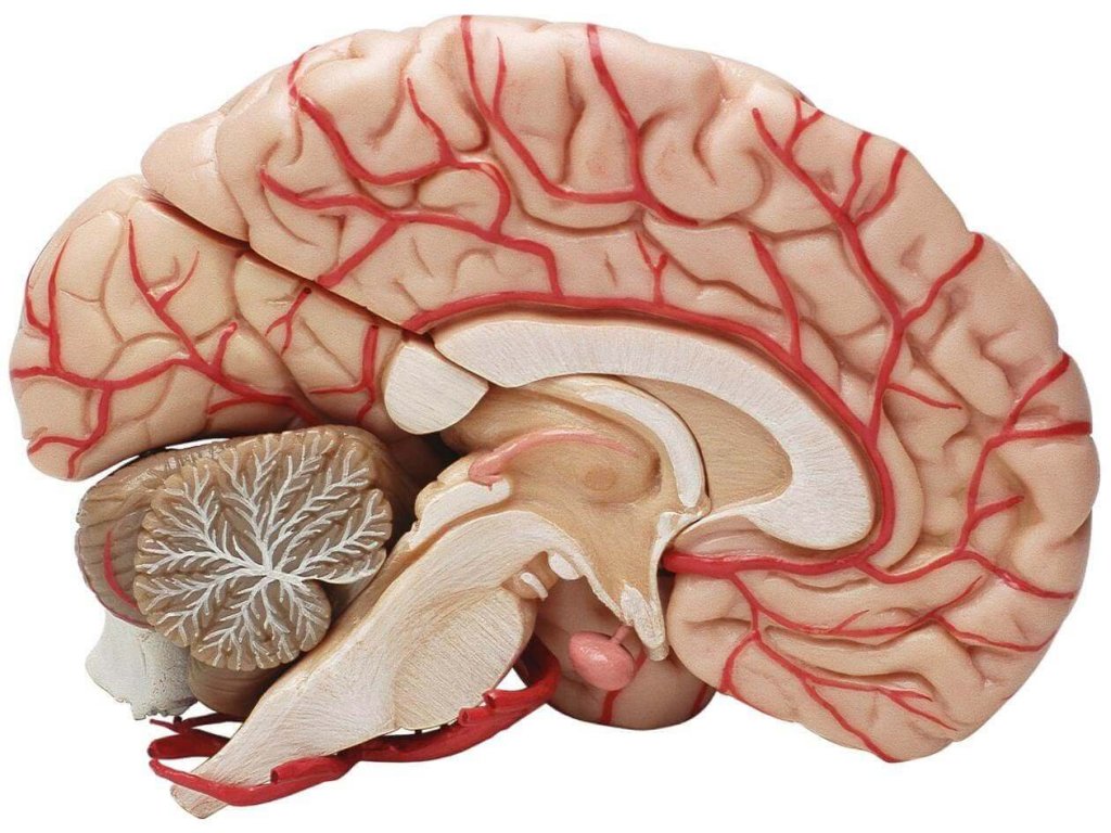 O cérebro humano