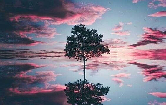 Árvore refletida em lago