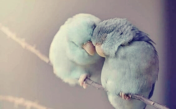 Pássaros apoiando um ao outro