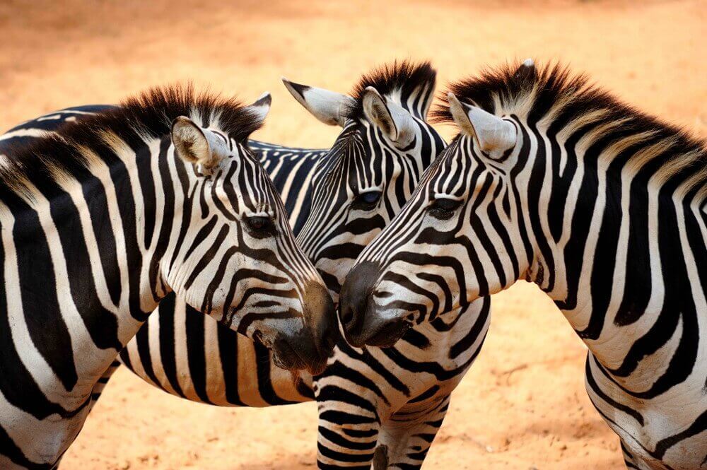 Zebras reunidas