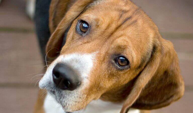 Cachorro observando
