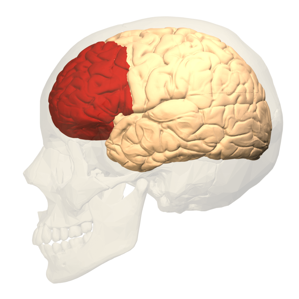 Lobo frontal do cérebro