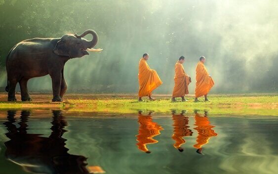 Monges budistas com elefante