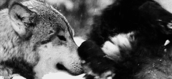 Lobos no frio