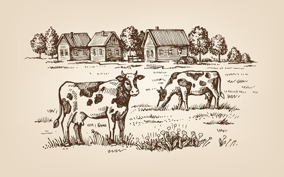 Vacas em fazenda