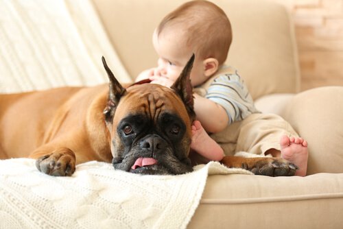 Bebê com cachorro no sofá
