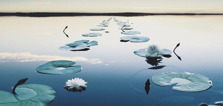 Folhas de plantas em um lago parado
