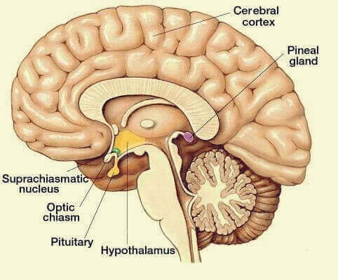 Estrutura do cérebro humano
