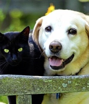 Como lidar com o luto pelos animais de estimação