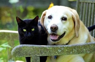 Como lidar com o luto pelos animais de estimação