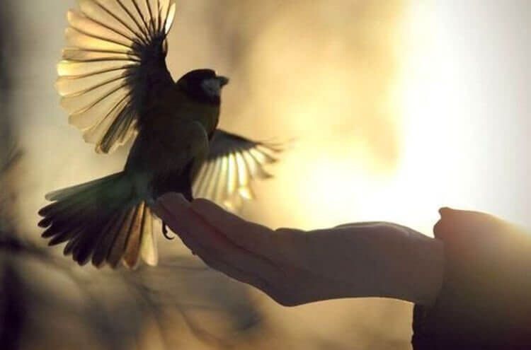 Pássaro abrindo asas em mão humana