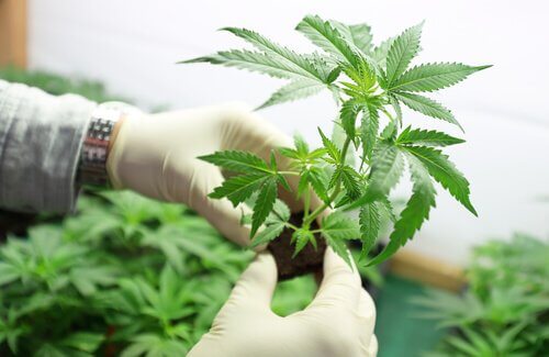 Planta de maconha