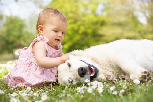 Bebê brincando com cachorro