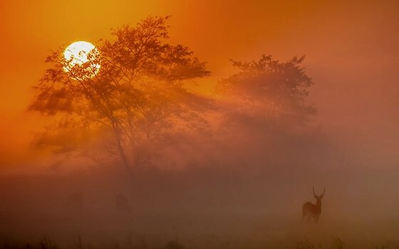 Sol na savana africana