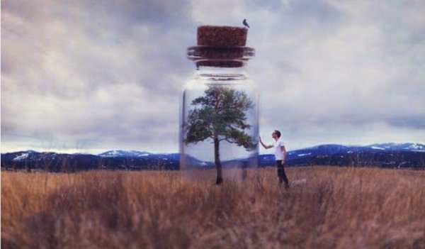 Árvore em frasco fechado