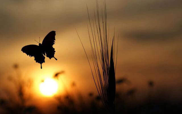Pôr do sol e borboleta