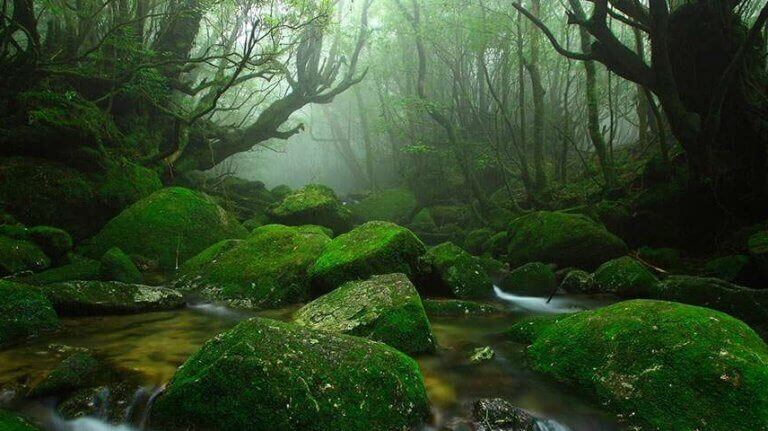 Floresta encantada