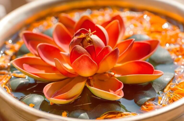 Flor de lótus