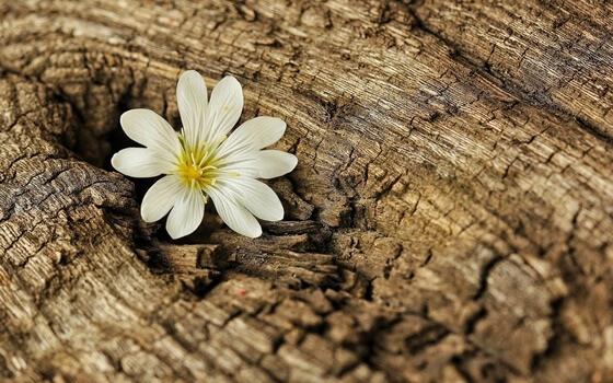 Flor nascendo em tronco
