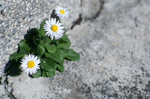 Flores nascendo no asfalto