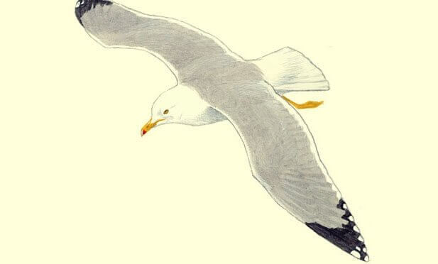 Gaivota voando