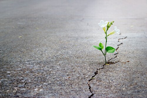 Planta crescendo no asfalto