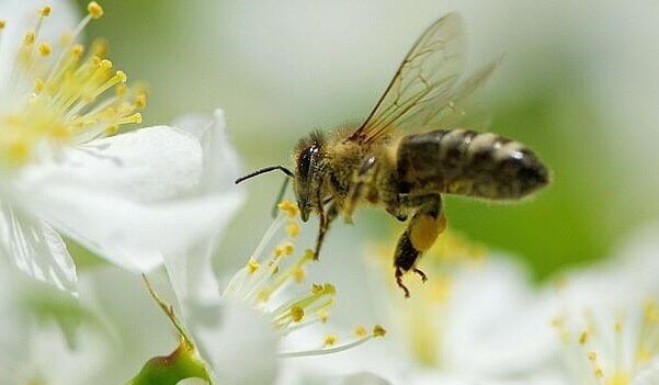 5 lições que podemos aprender com as abelhas