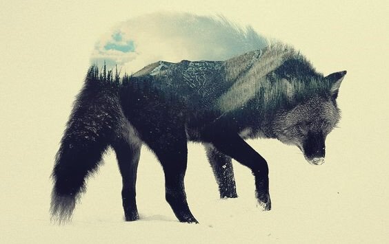 Lobo com paisagem florestal